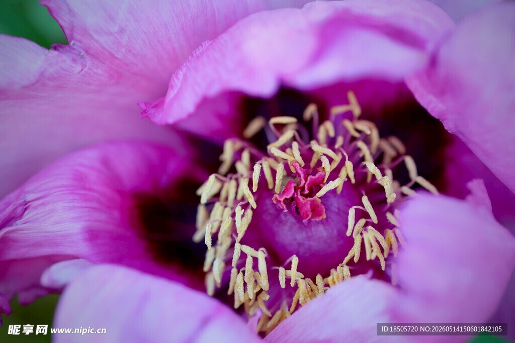 娇艳牡丹花蕊特写