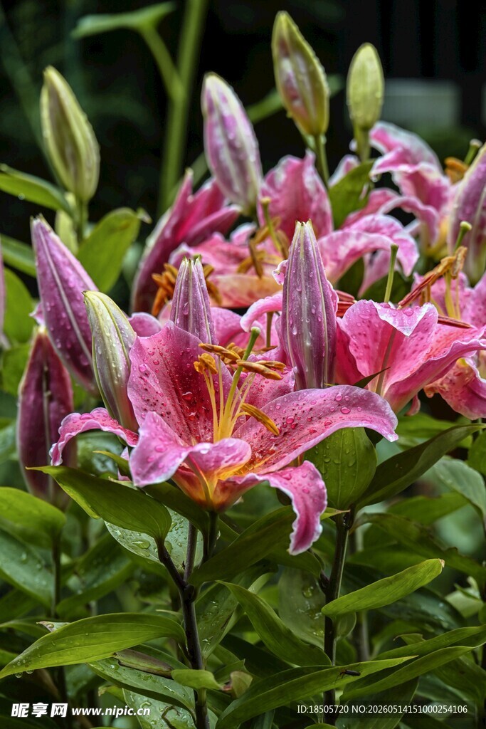 娇艳粉色百合花绽放