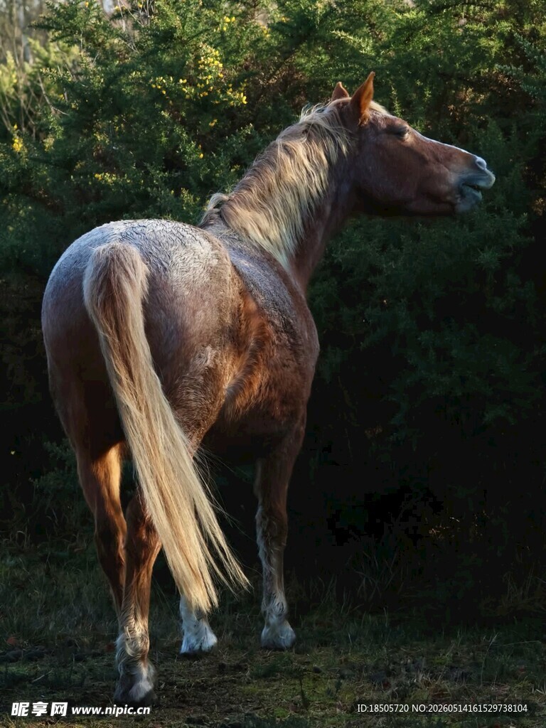 夕阳下的俊美马匹