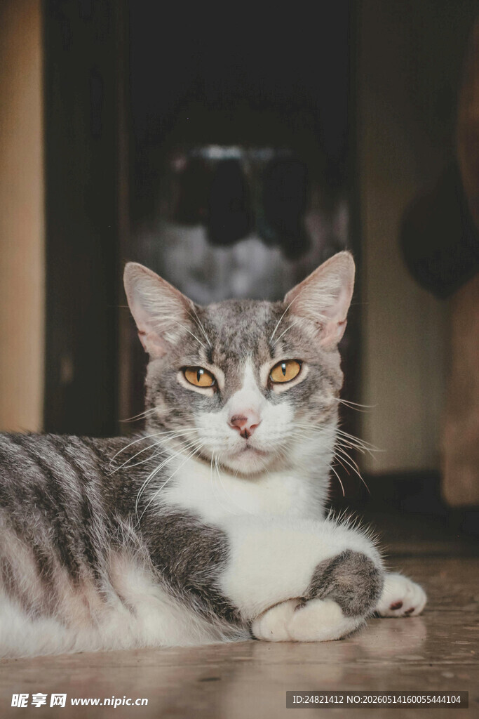 慵懒猫咪惬意趴地