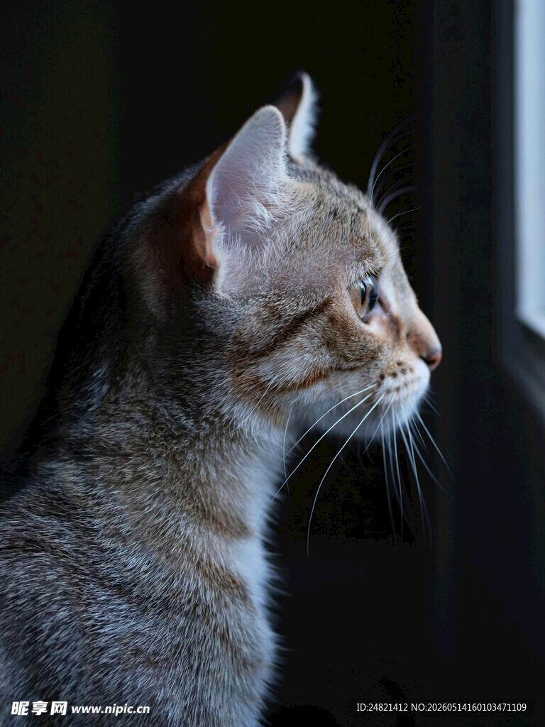 侧头凝视的斑纹猫咪