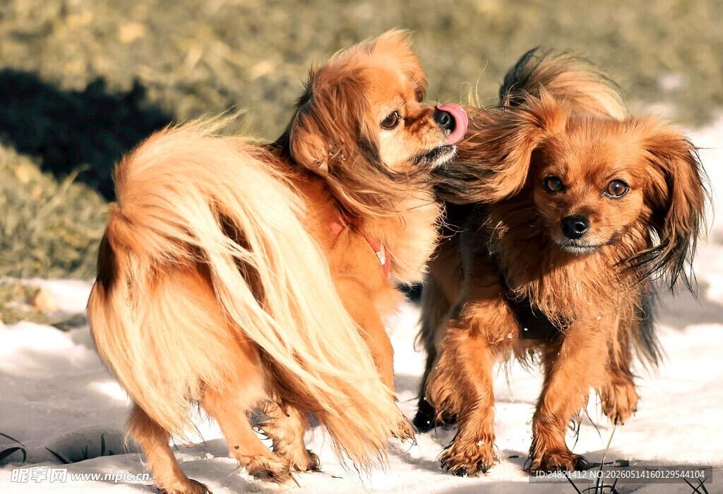 雪地中的两只可爱长毛犬