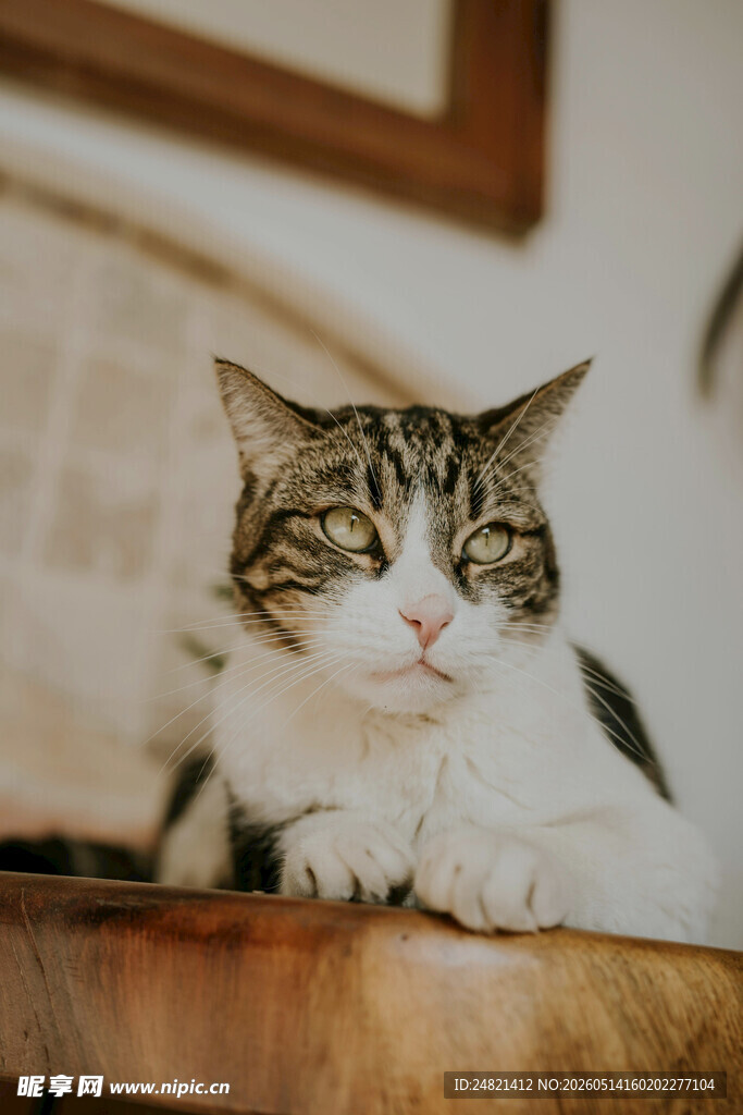 慵懒猫咪趴桌惬意模样