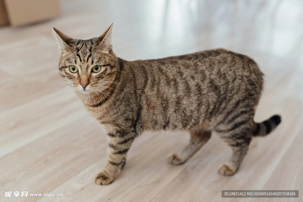 室内行走的条纹猫咪