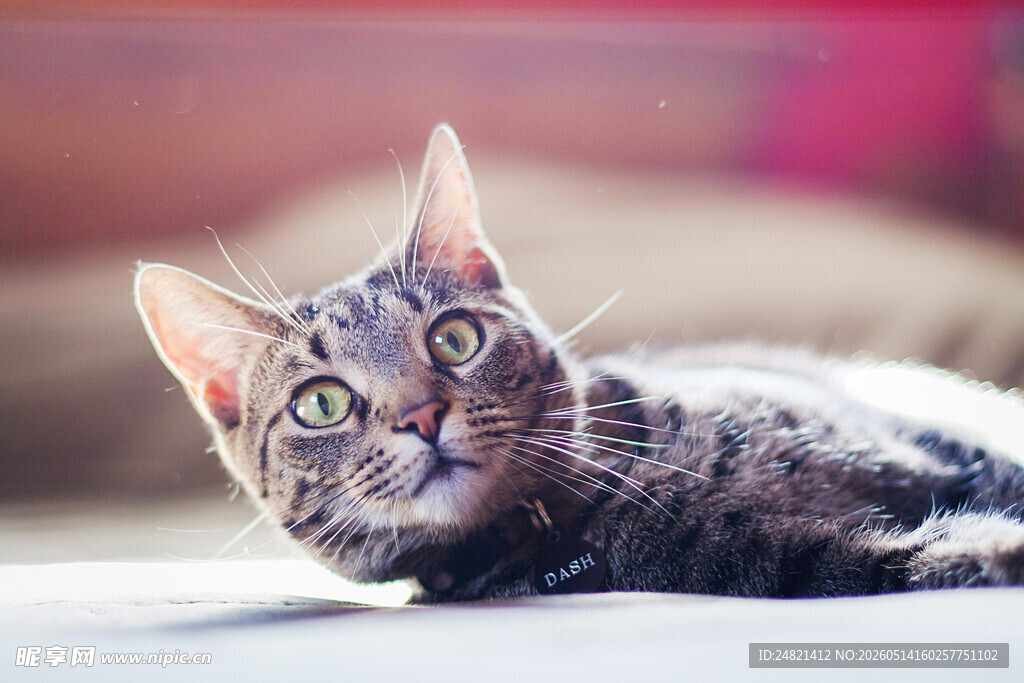 可爱猫咪侧卧凝视镜头
