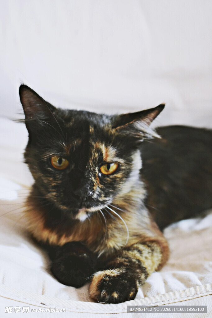 三色猫咪慵懒躺卧