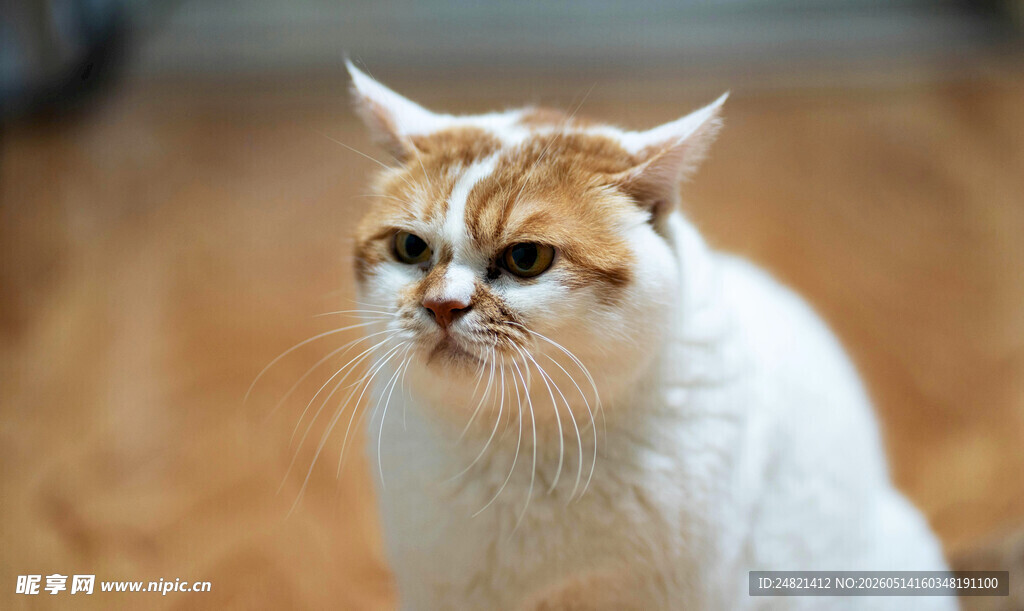 可爱猫
