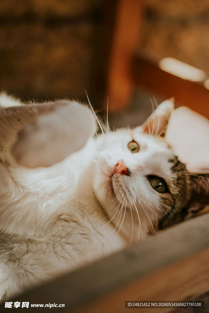 躺卧木盒中的可爱猫咪