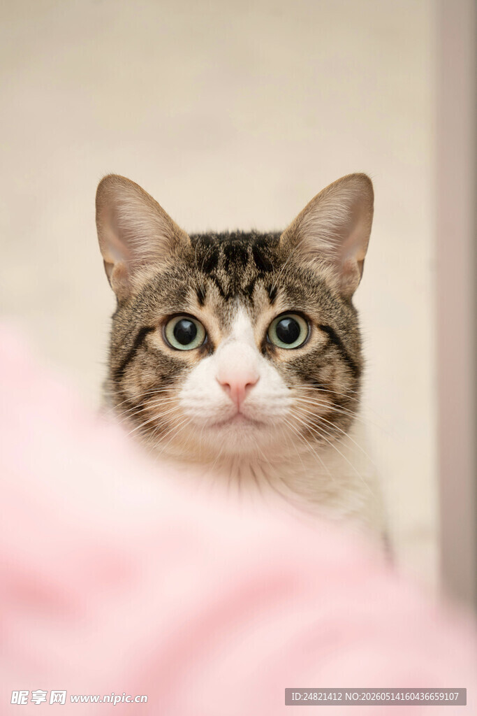 可爱猫咪凝视镜头