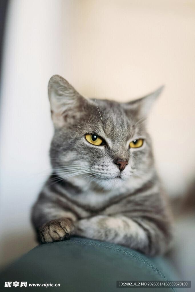 慵懒猫咪惬意趴坐