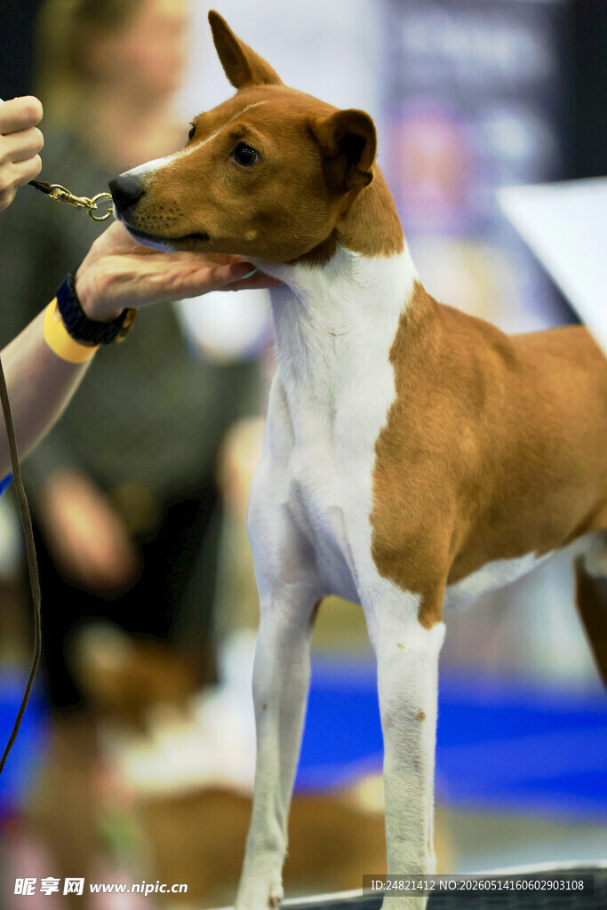 巴仙吉犬参加犬类展示活动