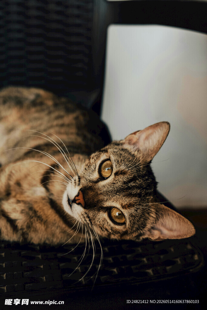 可爱斑纹猫惬意躺卧