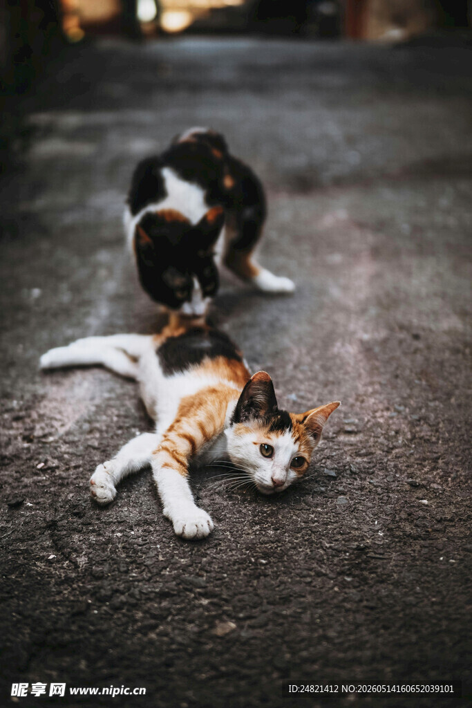街头猫咪亲昵互动瞬间