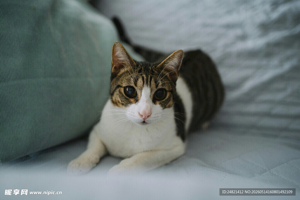 可爱猫咪慵懒躺卧