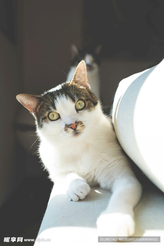 可爱猫咪惬意趴卧