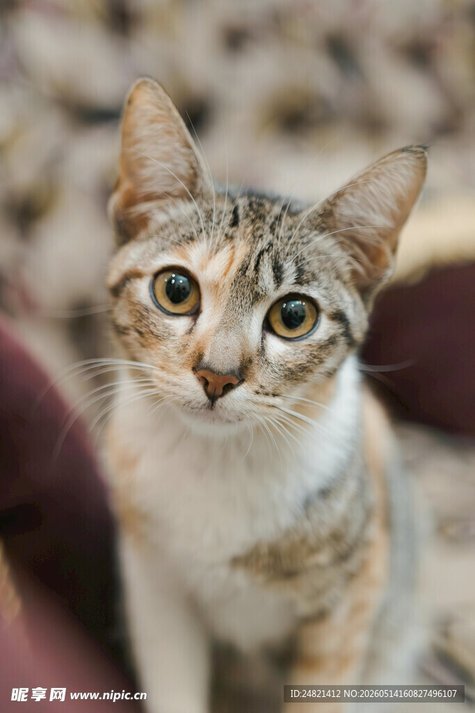可爱斑纹小猫专注神情