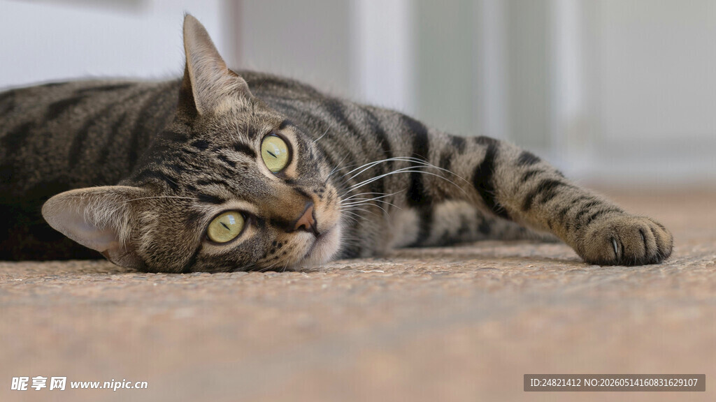 趴着的条纹猫咪