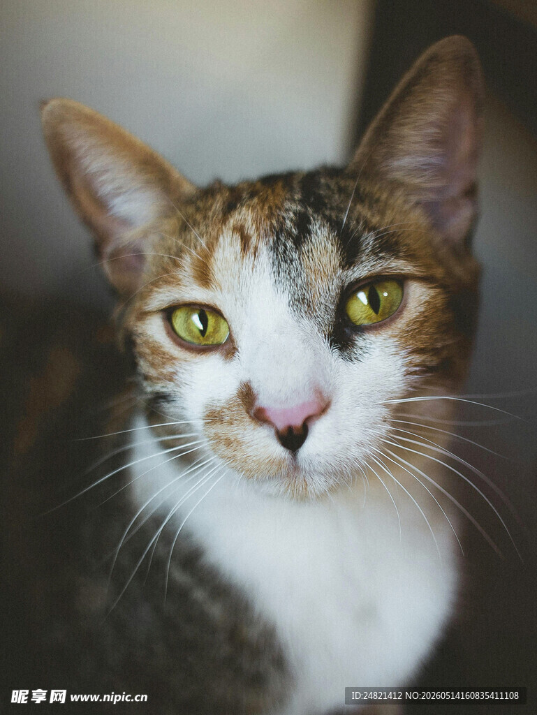 三色花猫特写
