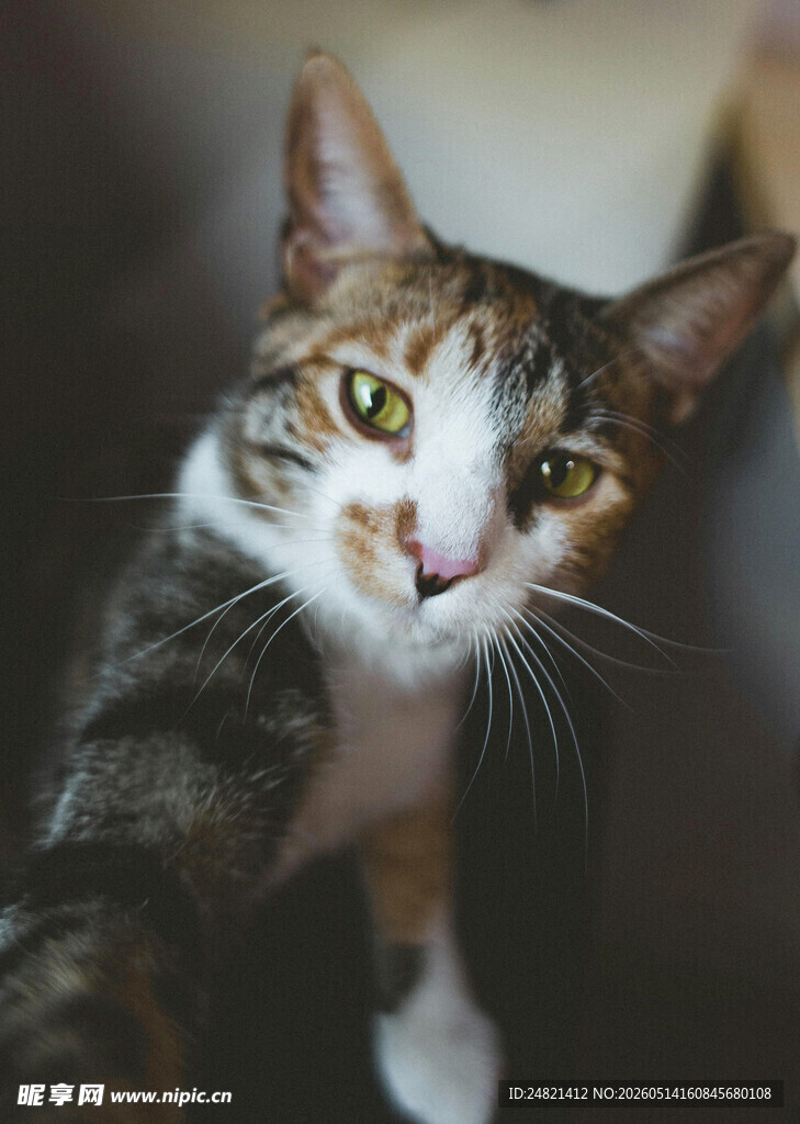 可爱猫咪特写