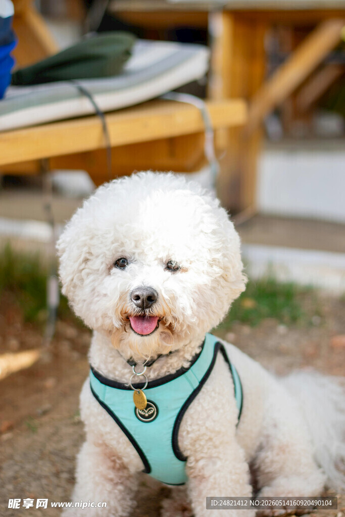 可爱比熊犬户外开心模样