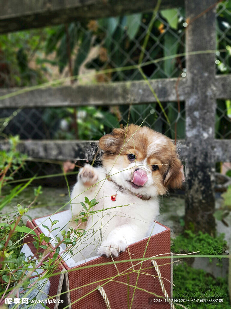 小狗惬意躺盒于绿植间