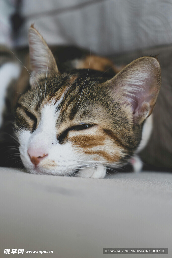 酣睡的可爱猫咪