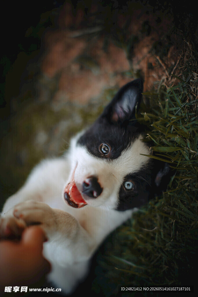 黑白萌犬与人亲昵互动