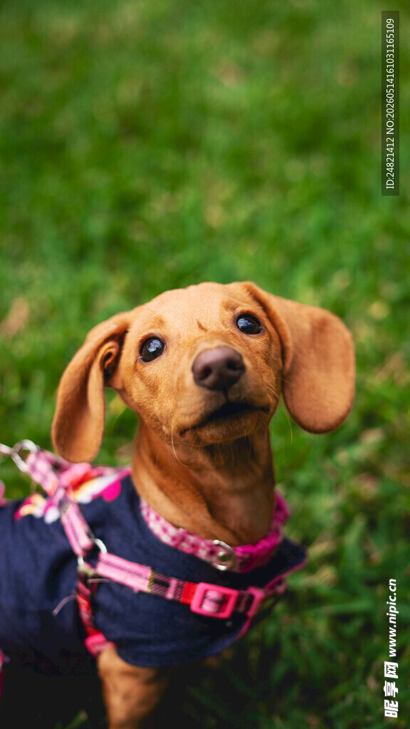 可爱腊肠犬穿花衣