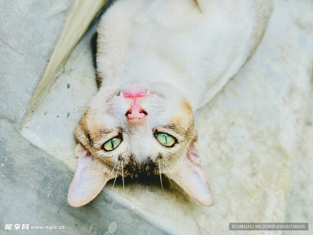 仰头卖萌的可爱猫咪