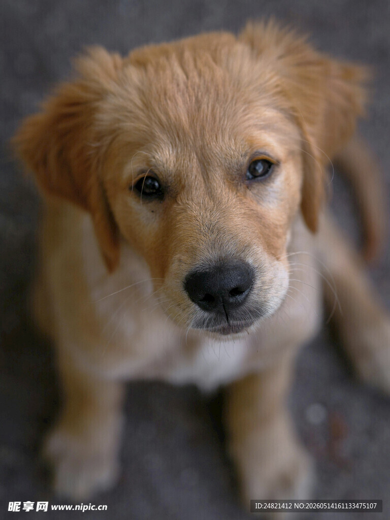 可爱小金毛犬乖巧模样
