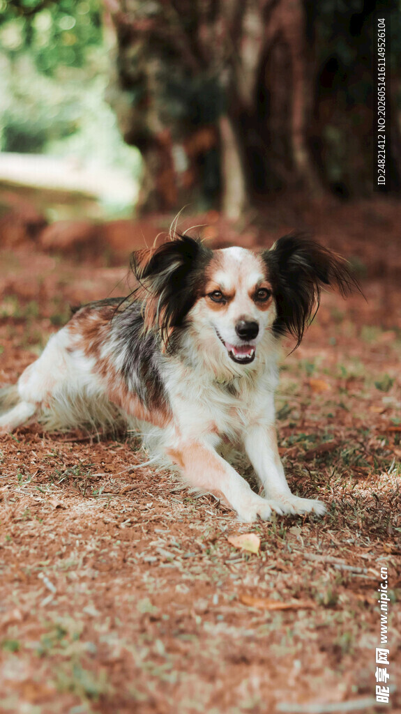 趴在地上的可爱蝴蝶犬