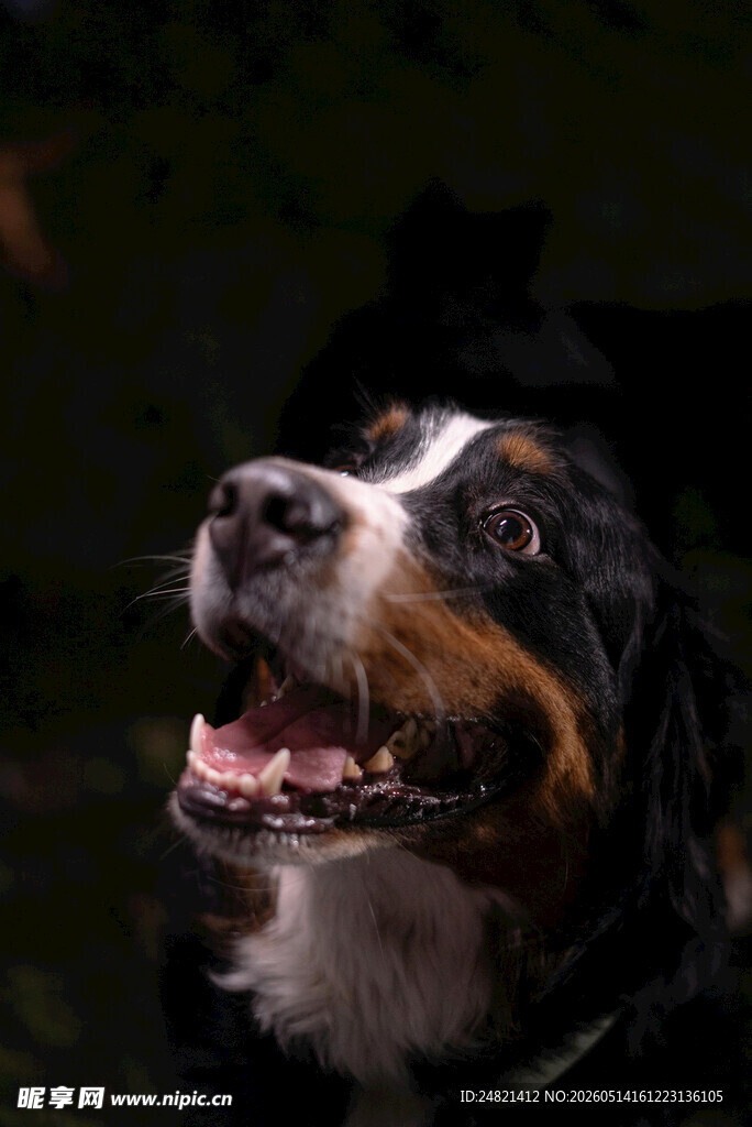 仰头微笑的伯恩山犬