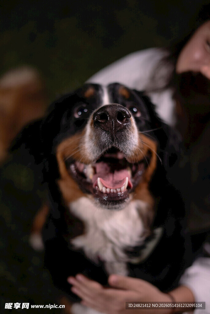 可爱伯恩山犬与人亲昵互动