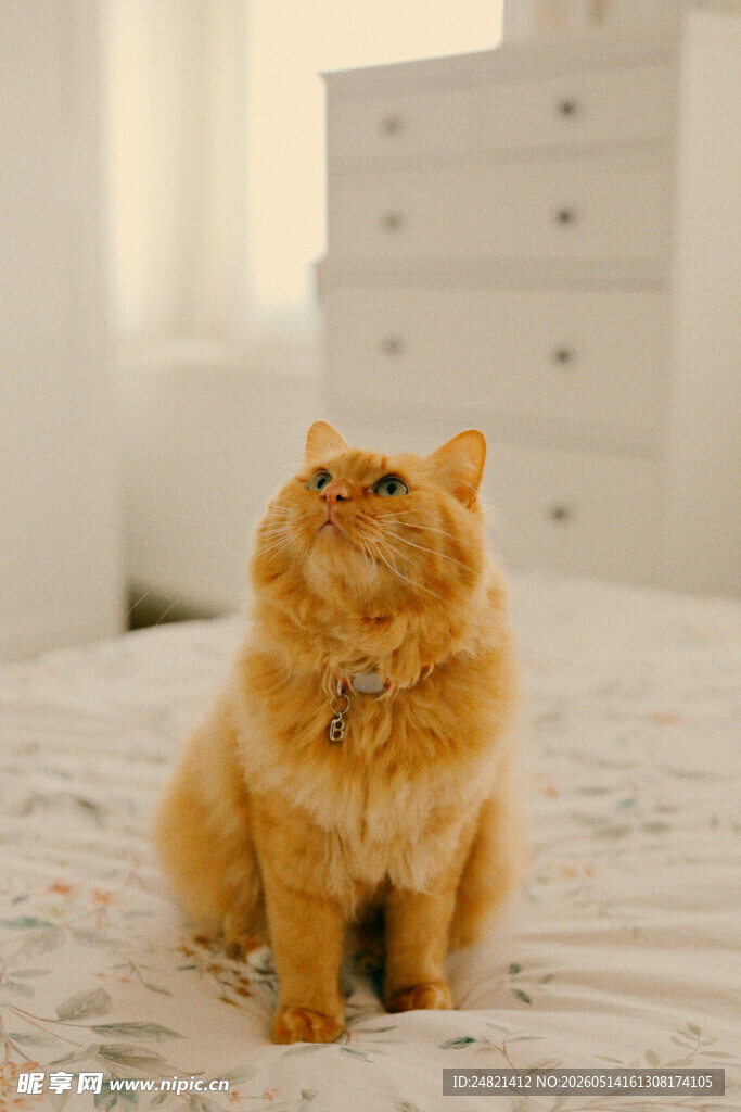 橘猫端坐床上望向上方