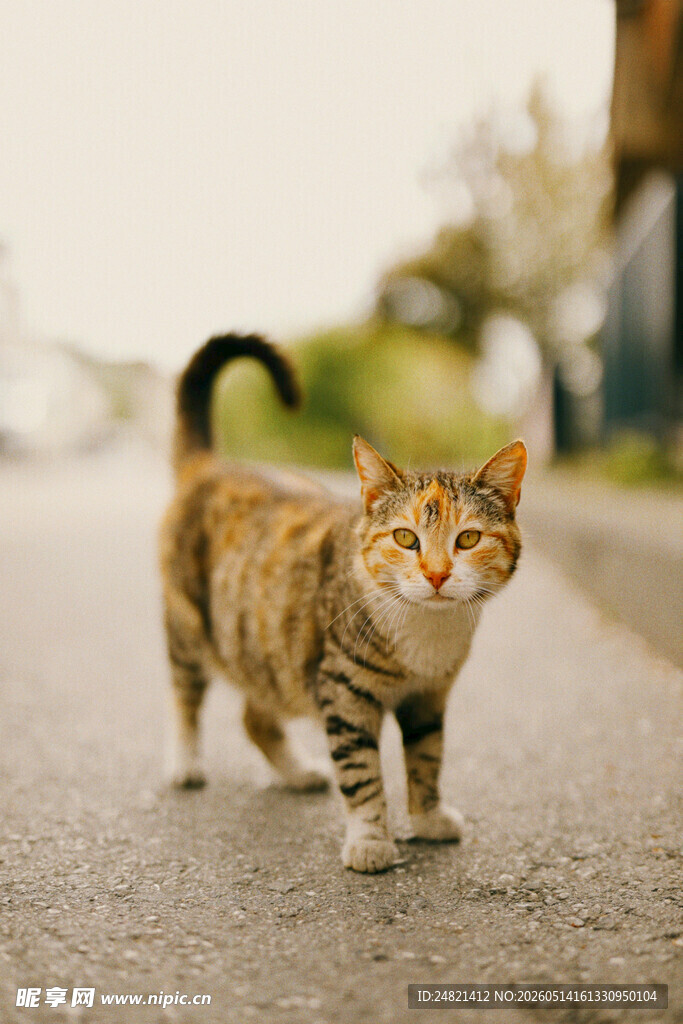 路上行走的斑纹猫咪