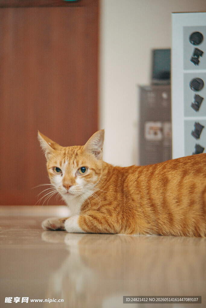 橘猫趴地好奇望向前方
