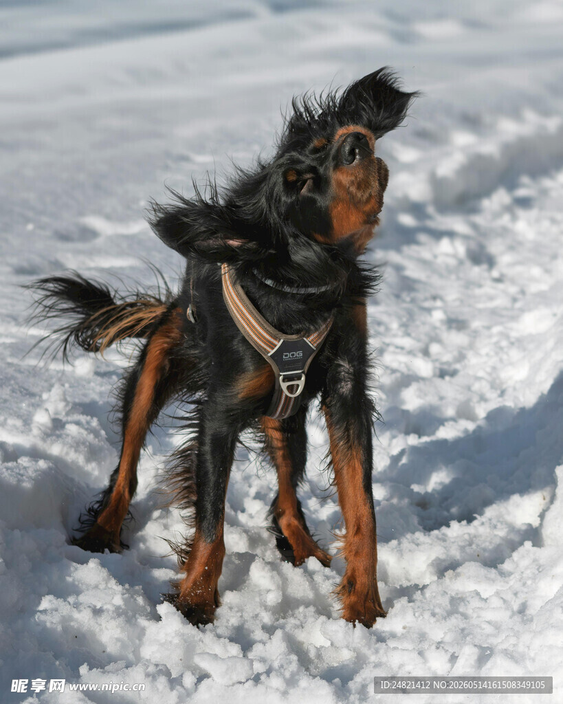 雪地中玩耍的帅气狗狗