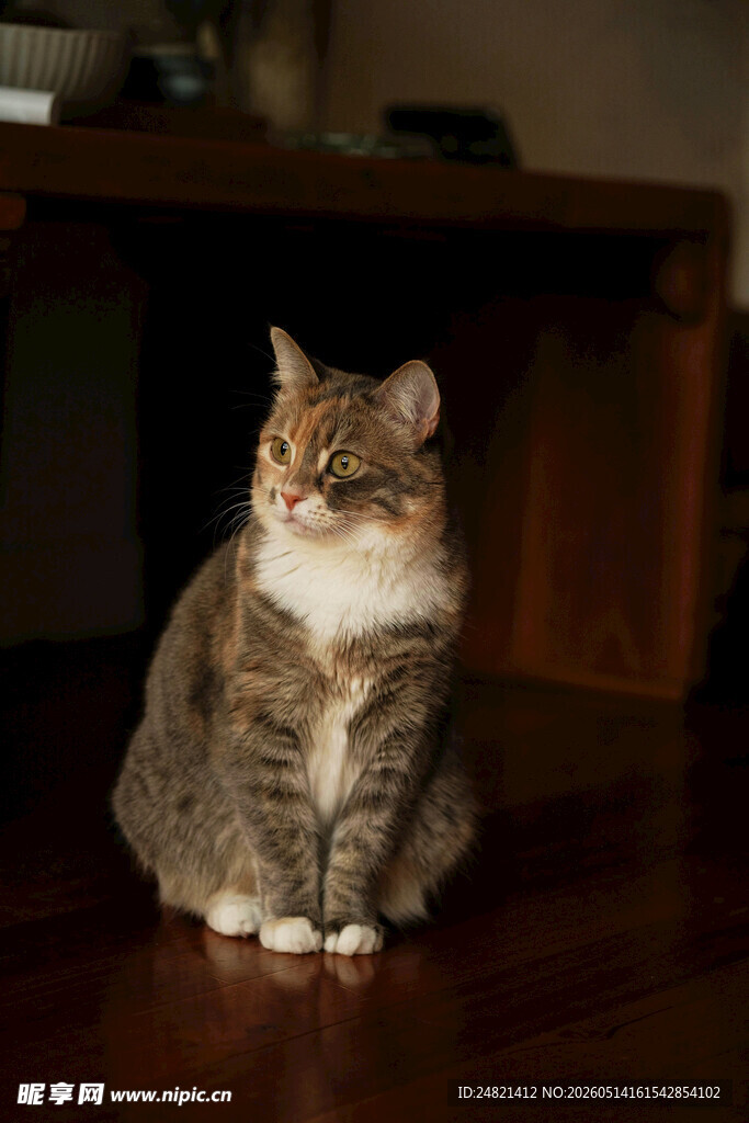 可爱猫咪端坐于木地板上
