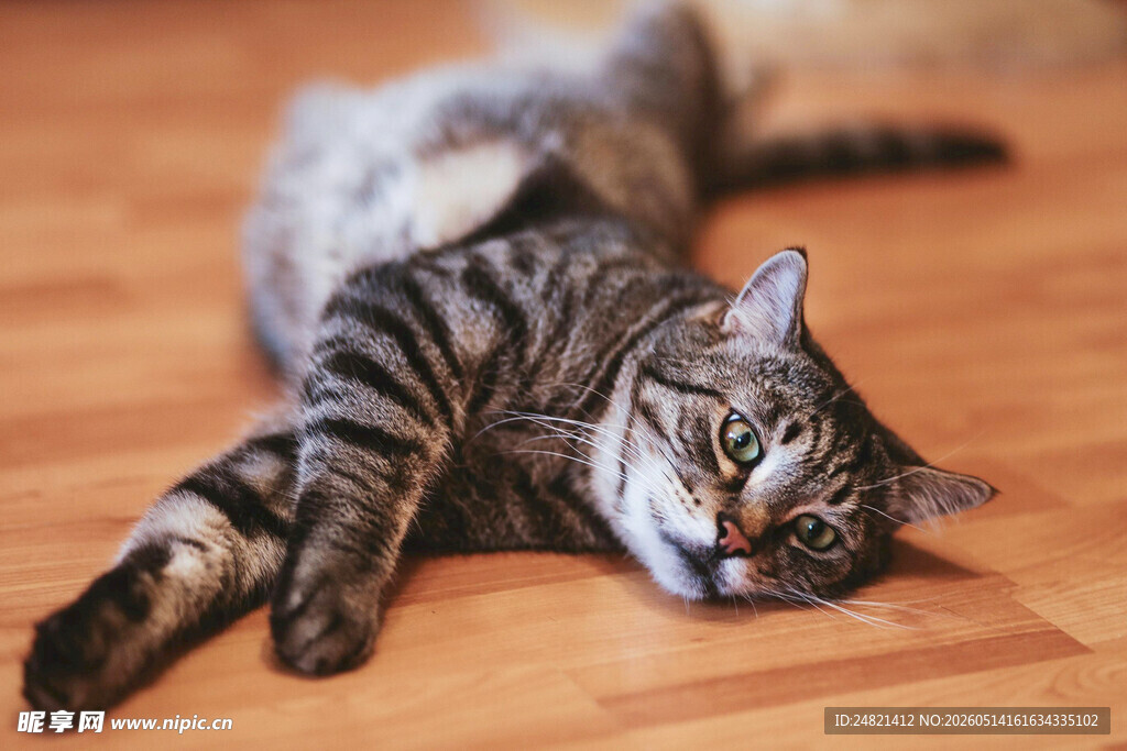 慵懒猫咪惬意躺木地板