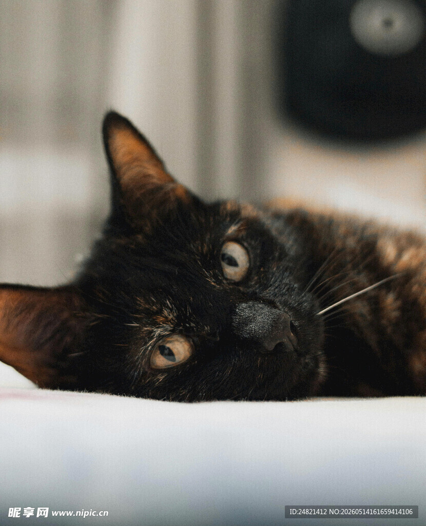 黑猫侧卧