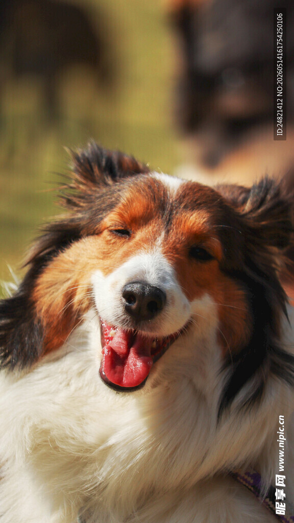 快乐三色犬吐舌咧嘴笑