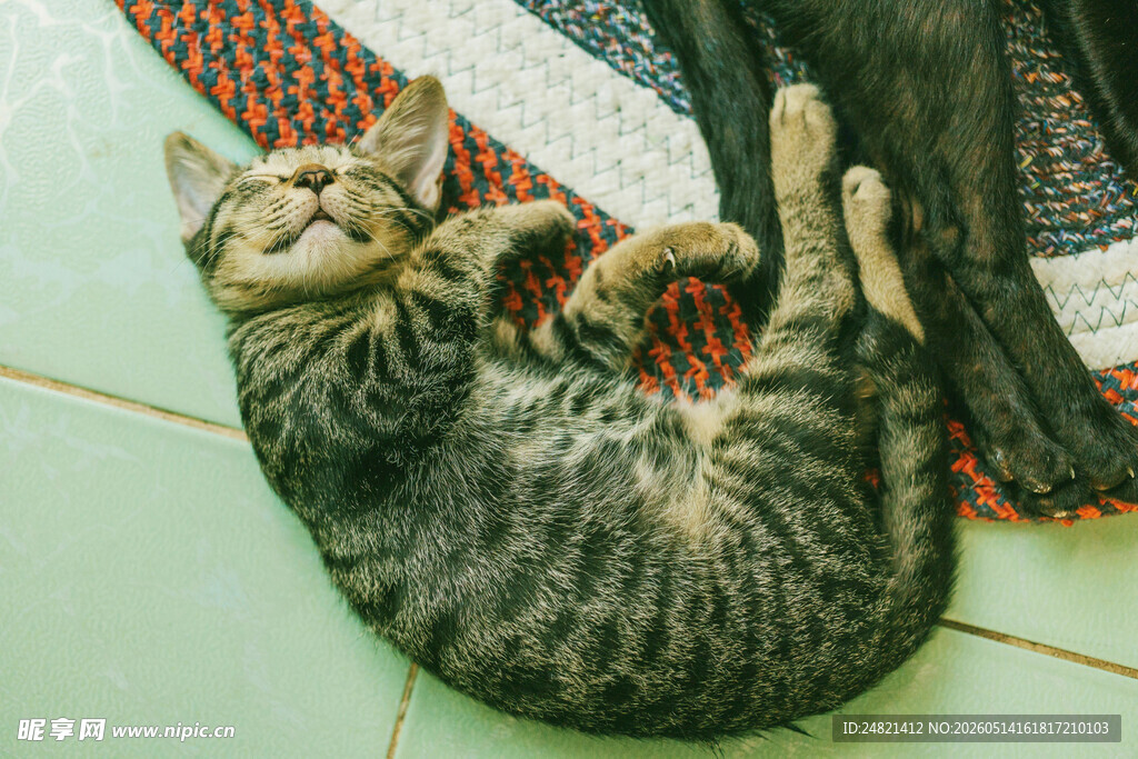 躺卧玩耍的可爱斑纹猫咪
