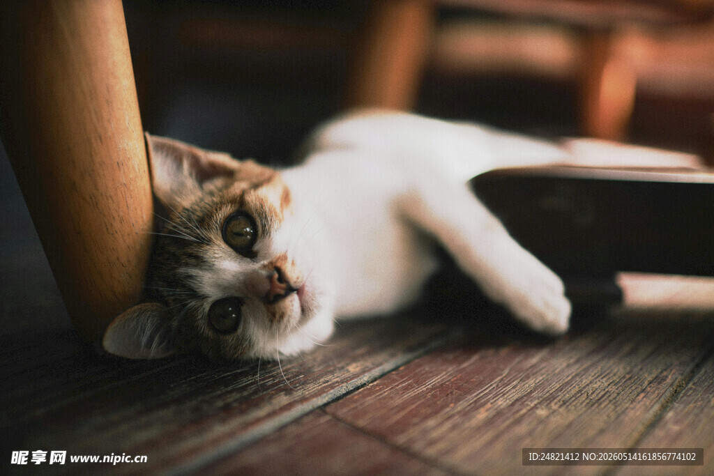 慵懒猫咪惬意躺木地板