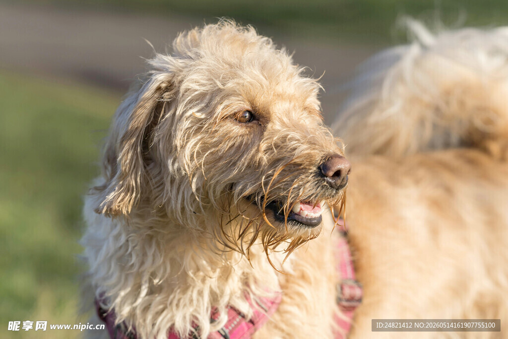 可爱长毛犬户外俏皮模样