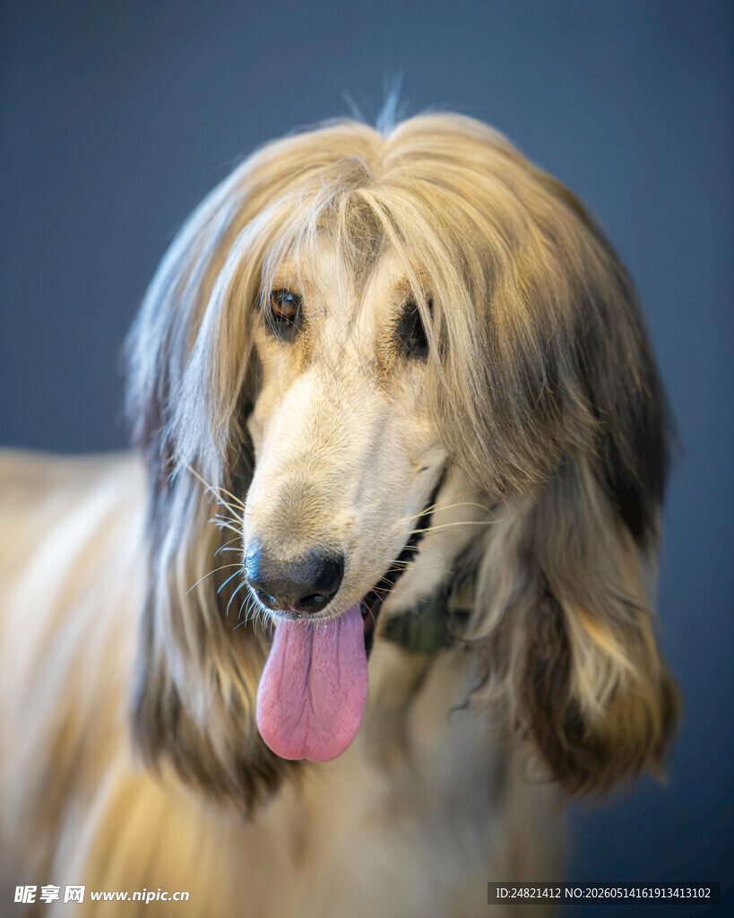 阿富汗猎犬吐舌可爱模样