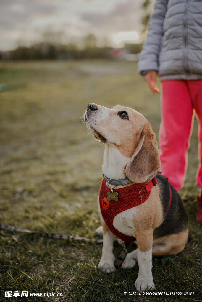 草地上的可爱比格犬