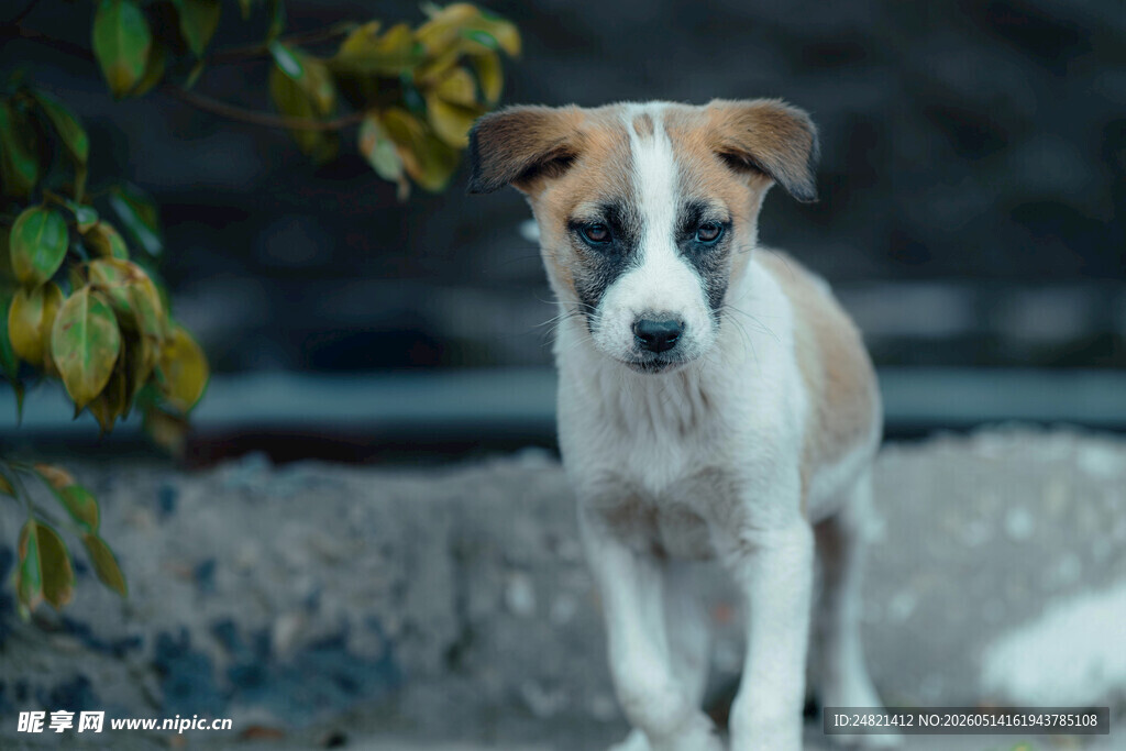 可爱小狗户外站立