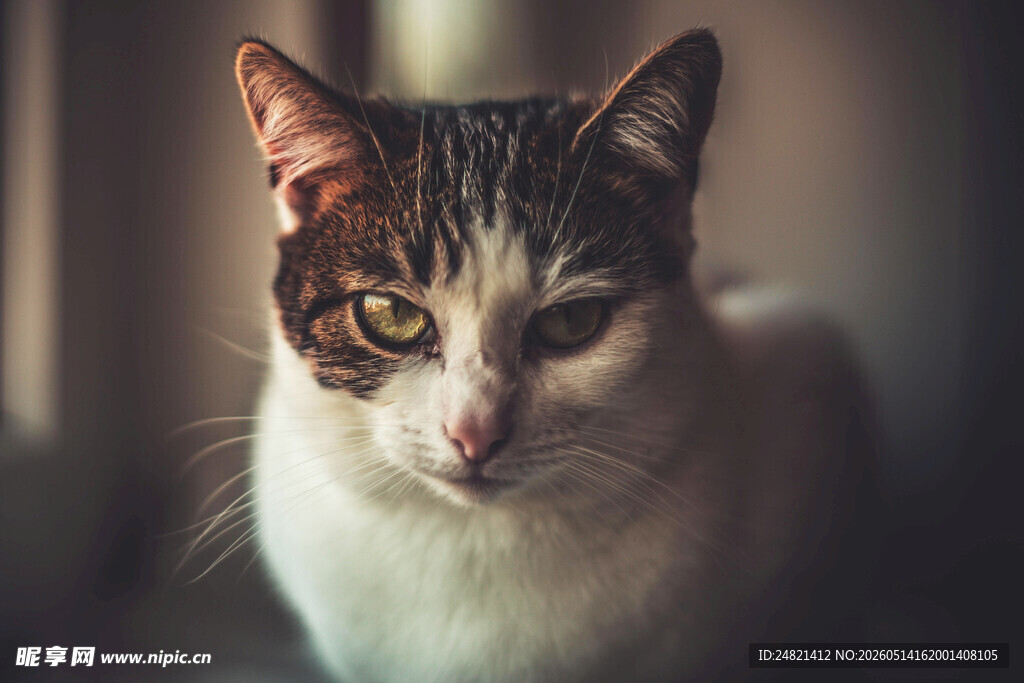 可爱猫咪特写
