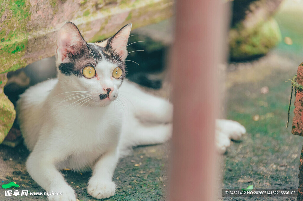庭院中的三色猫咪