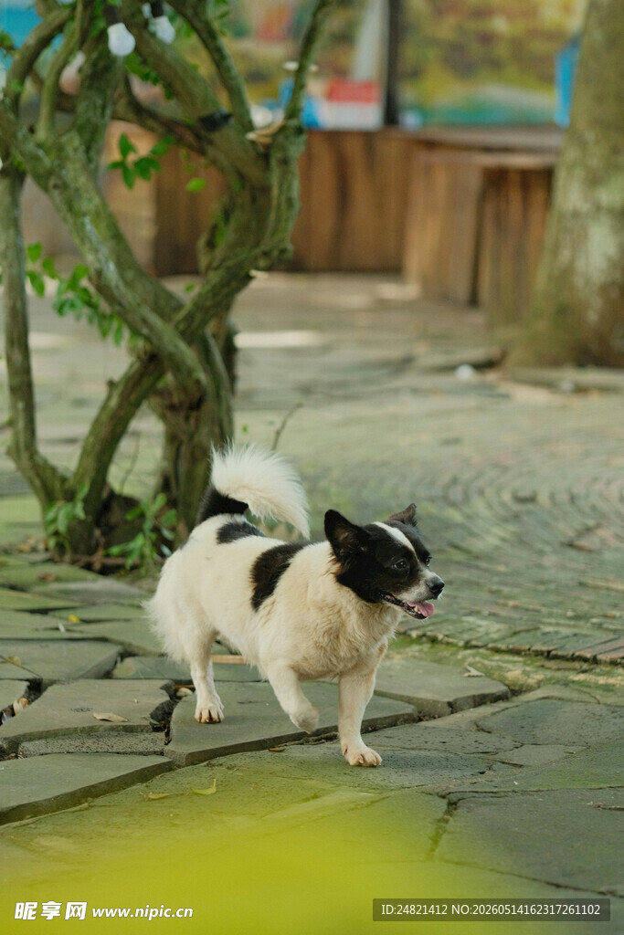 黑白小狗于户外漫步